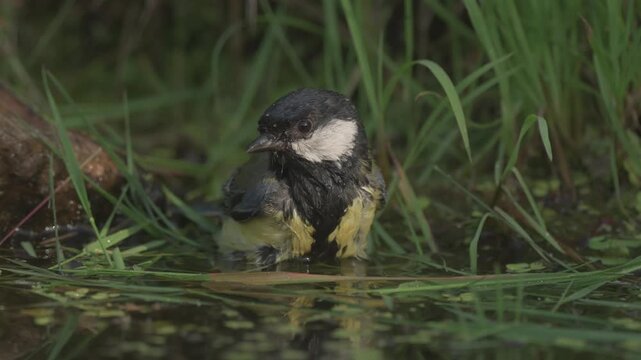 Great Tit (Parus major) Kohlmeise take a bath at edge of pond during beautiful day.