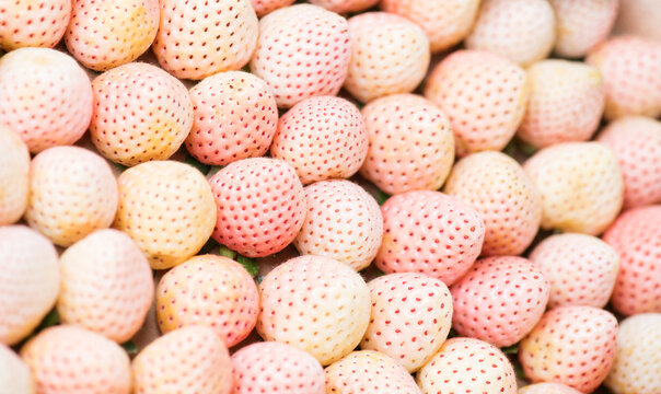 White strawberry background, Pineberry. Strawberry, fresh ripe white strawberries background close up. Organic Vegetarian healthy food backdrop, macro shot, pine berry top view 