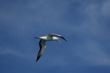 Fototapeta premium portrait of the Australasian gannet (Morus serrator), Australian gannet, tākapu - taken in the Hauraki Gulf Marine Park - Auckland, New Zealand