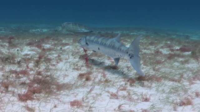 A great barracuda (sphyraena barracuda) close to a green turtle (chelonia mydas)