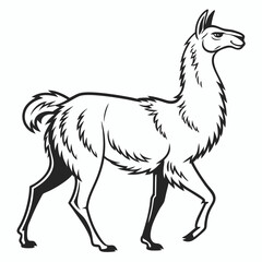 Fototapeta premium Black and white illustration of a llama standing with illustration standing adorable