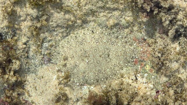 Underwater camouflage of peacock flounder fish on sandy bottom