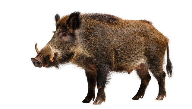 Brown wild boar with tusks, isolated on transparent background