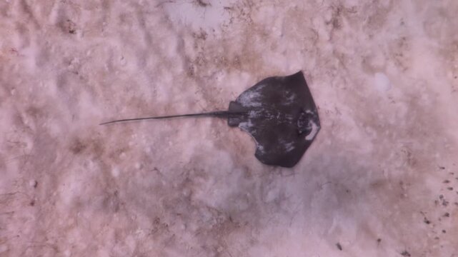 A southern stingray (dasyatis americana)