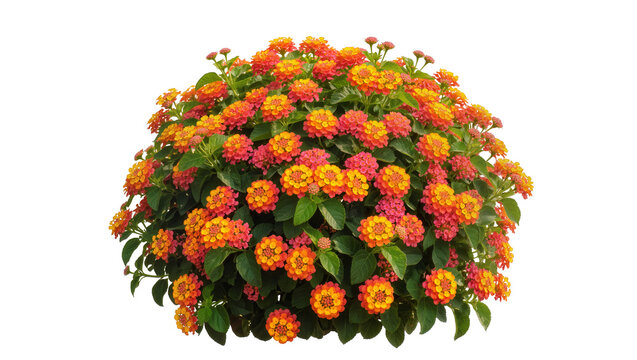 Isolated ornamental Lantana shrub with dense clusters of multicolored orange and red flowers