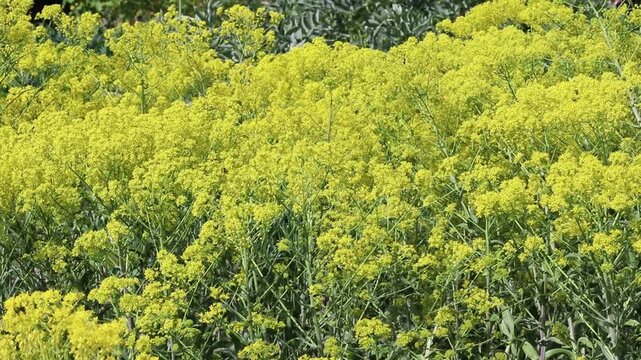 Video moving through masses of flowering Isatis tinctoria, also known as woad, dyer's woad, dyer's-weed and glastum. Bees forage among bright yellow flowers of the Brassicaceae family