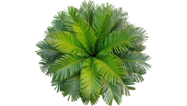 Isolated vibrant green sago palm plant with lush radial leaves, natural foliage texture