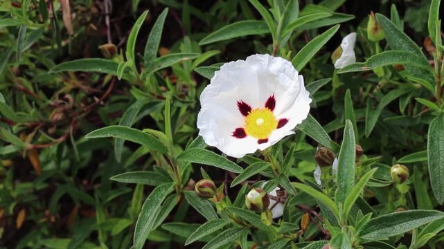 Close-up video of Cistus ladanifer, also known as gum rockrose, labdanum, common gum cistus and brown-eyed rockrose. White flowers with maroon spots sway gently among buds and leaves. Member of the Ci
