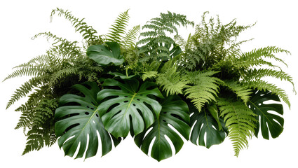 Isolated vibrant mix of fresh green tropical Monstera leaves and various types of ferns © David