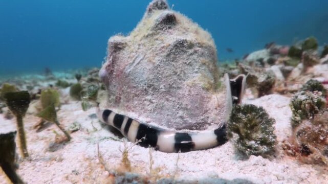 A juvenile sea conch in the sand