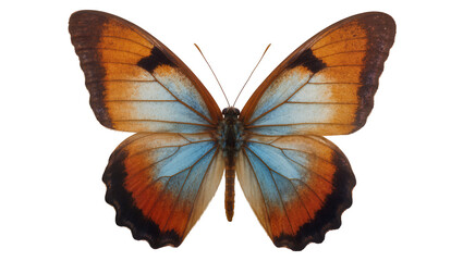 Isolated tropical butterfly with iridescent blue and rustic orange patterned wings, top view. © David