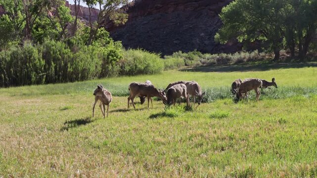 Herd Dynamics - Mule Deer interact as they graze in a wet field in Capitol Reef NP - Part 5 of 12 in sequence
