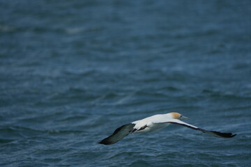 Fototapeta premium portrait of the Australasian gannet (Morus serrator), Australian gannet, tākapu - taken in the Hauraki Gulf Marine Park - Auckland, New Zealand