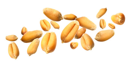 Naklejka premium Wheat grains flying in air against white background