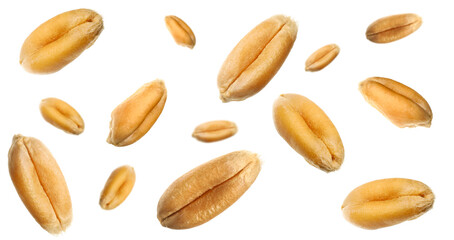 Naklejka premium Wheat grains flying in air against white background