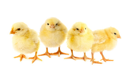 Naklejka premium Cute fluffy chicks on white background. Baby animals