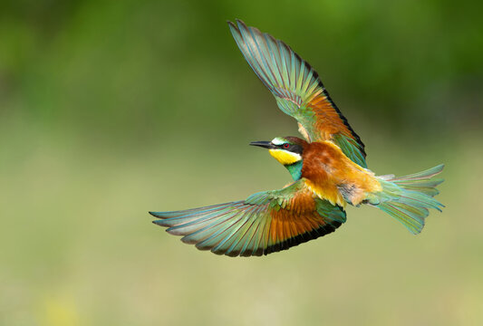 European bee eater ( Merops apiaster )