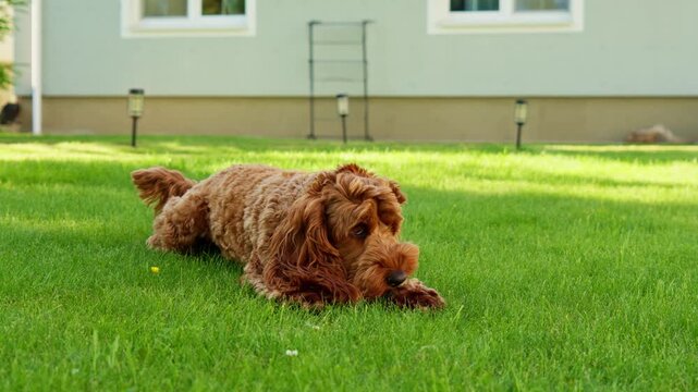 Fluffy Dog Playing and Lying on Green Lawn Backyard