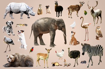 Fototapeta premium Many different animals on beige background, collection
