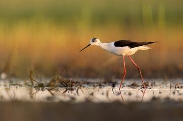 Obraz premium Common stilt bird ( Himantopus himantopus )