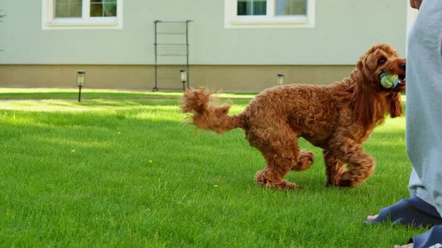 Golden Fluffy Dog Running with Tennis Ball Backyard