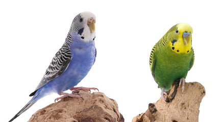 Obraz premium Bright parrots on wood against white background. Cute pet