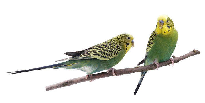 Bright parrots on branch against white background. Cute pet