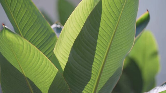 Sunlight illuminating vibrant green tropical leaves gently swaying in a soft breeze, showcasing natural textures, intricate vein patterns, and relaxing shadows