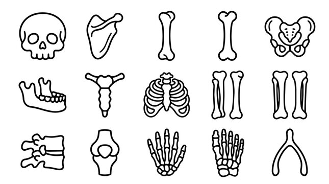 Line Art Bone Anatomy Outline Icons Set