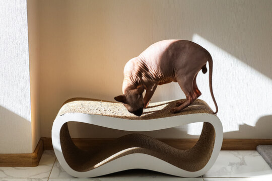Sphynx cat uses cardboard scratcher in a sunlit room during afternoon
