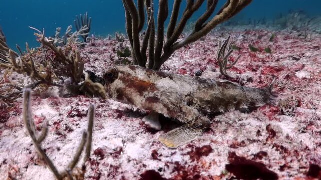 Caribbean Batfish (Ogcocephalus parvus) camouflage in the reef