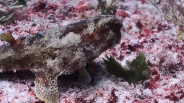 Caribbean Batfish (Ogcocephalus parvus) camouflage in the reef