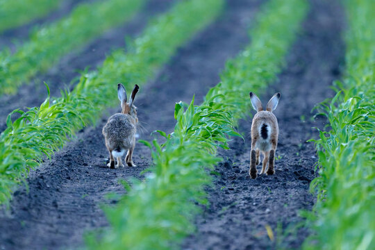 two hares in a cornfield at dawn