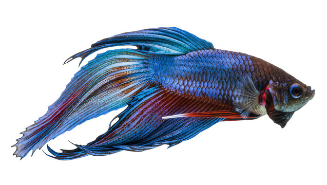 Vibrant blue and red betta fish with flowing fins, isolated on transparent background