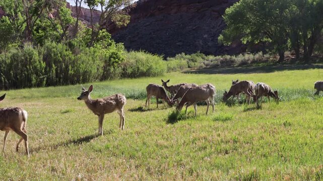 Herd Dynamics - Mule Deer interact as they graze in a wet field in Capitol Reef NP - Part 7 of 12 in sequence