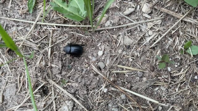 A glossy black dung beetle crawling naturally on dry soil, straw, and green sprouts. Overhead shot of insect wildlife in its natural habitat.