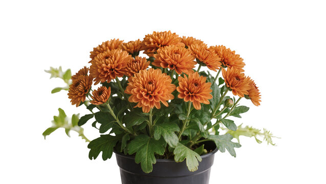 Isolated bright orange chrysanthemums in a black pot, flowering plant perfect for fall decor