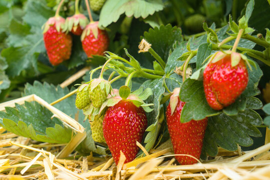 Cluster of ripe red organic strawberries growing on a lush green plant in a farm field