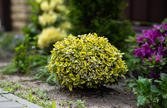 Rounded euonymus shrub variegated leaves growing in a landscape flower bed with blurred ornamental plants in the background. Evergreen foliage, garden design, landscaping and decorative gardening.