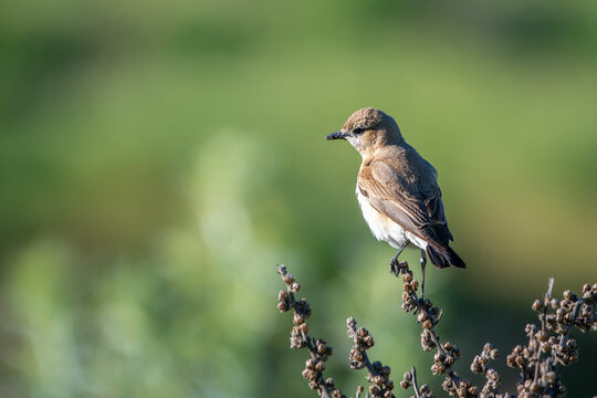 Boz kuyrukkakan &raquo; Isabelline Wheatear &raquo; Oenanthe isabellina

