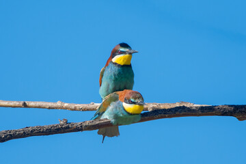 Obraz premium Arıkuşu » European Bee-eater » Merops apiaster