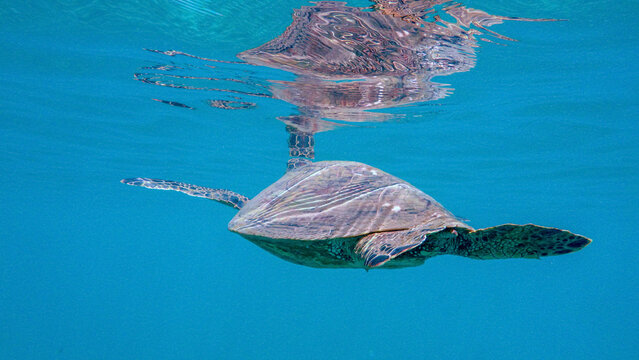Hawaiian green sea turtle swimming underwater near the ocean surface in Maui
