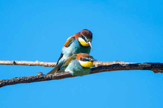 Arıkuşu &raquo; European Bee-eater &raquo; Merops apiaster