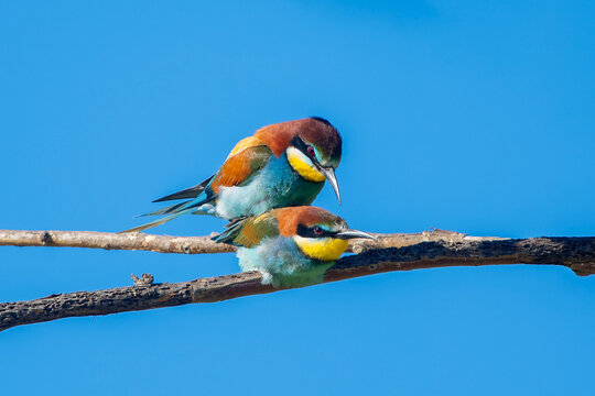 Arıkuşu &raquo; European Bee-eater &raquo; Merops apiaster