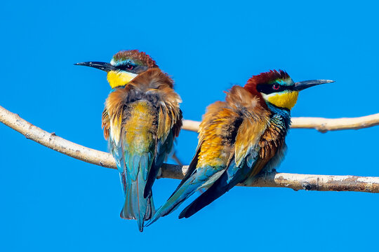 Arıkuşu &raquo; European Bee-eater &raquo; Merops apiaster