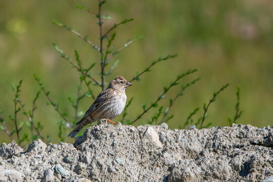 Boz kuyrukkakan &raquo; Isabelline Wheatear &raquo; Oenanthe isabellina

