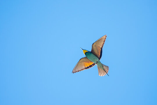 Arıkuşu &raquo; European Bee-eater &raquo; Merops apiaster