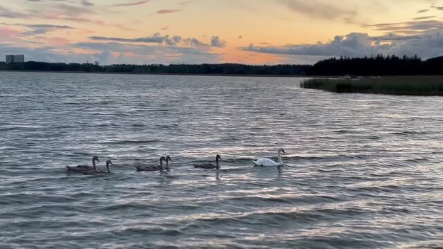 Peaceful Family time under suset ☀️🦆