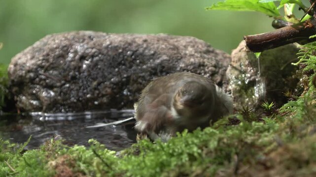 Female Chaffinch bathing in a mountain spring in a wild forest