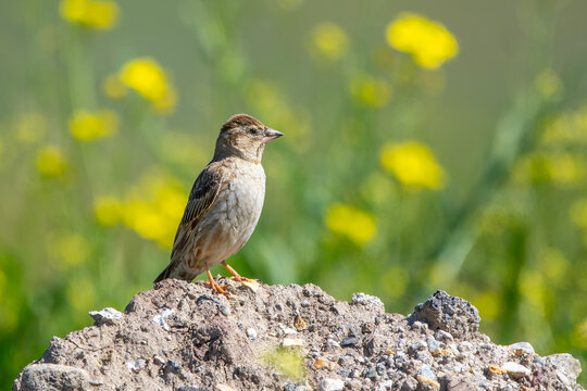 Boz kuyrukkakan &raquo; Isabelline Wheatear &raquo; Oenanthe isabellina
